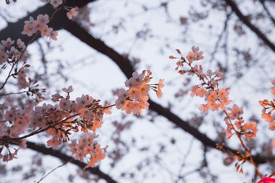 plant, leaf, flower, blossom, tree, cherry blossom, petal, maple HD wallpaper