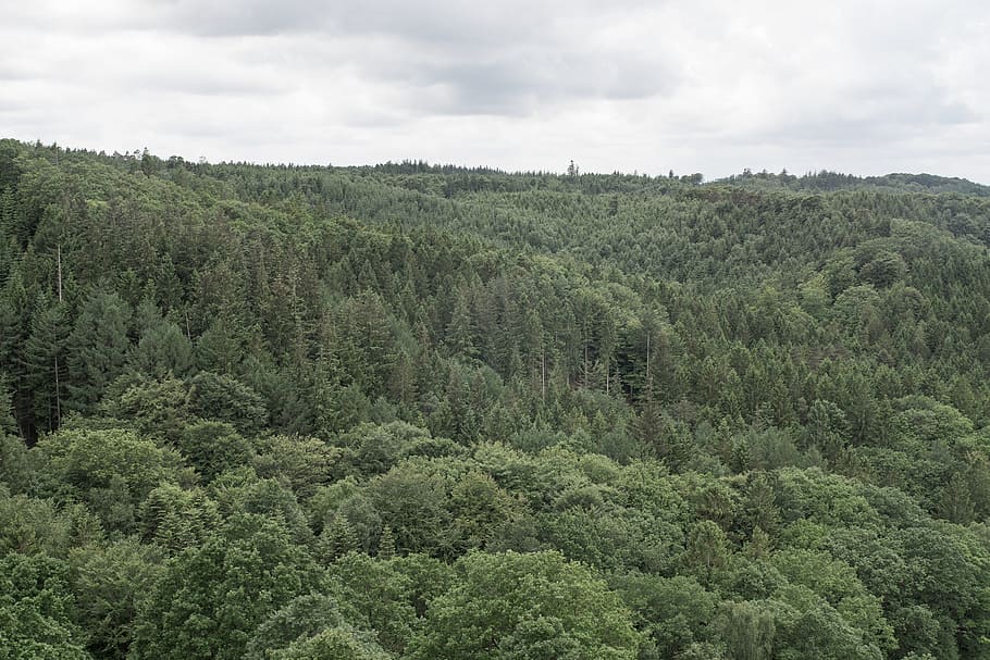 Bird eye view on forest, background, beautiful, clouds, environment HD wallpaper