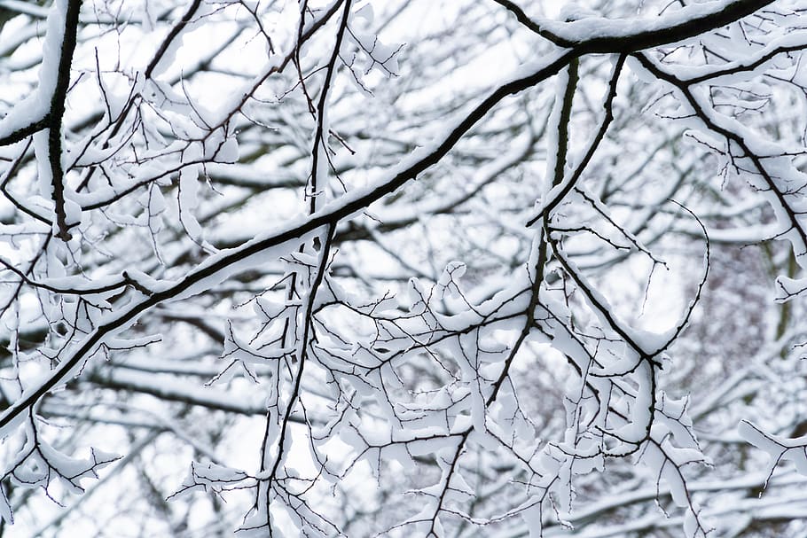 nature, outdoors, ice, snow, tree, plant, frost, winter, weather HD wallpaper