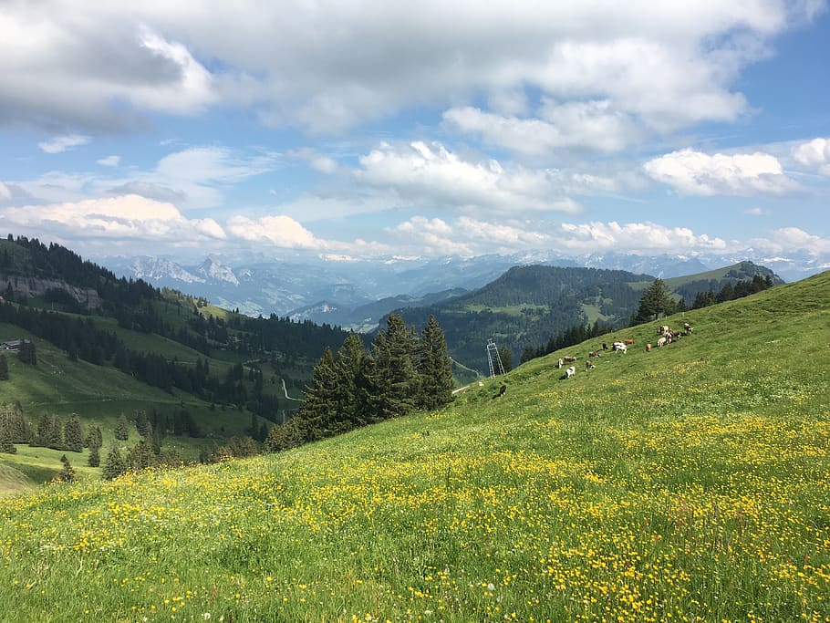 landscape, trees, mountains, hills, cows, nature, scenics - nature HD wallpaper