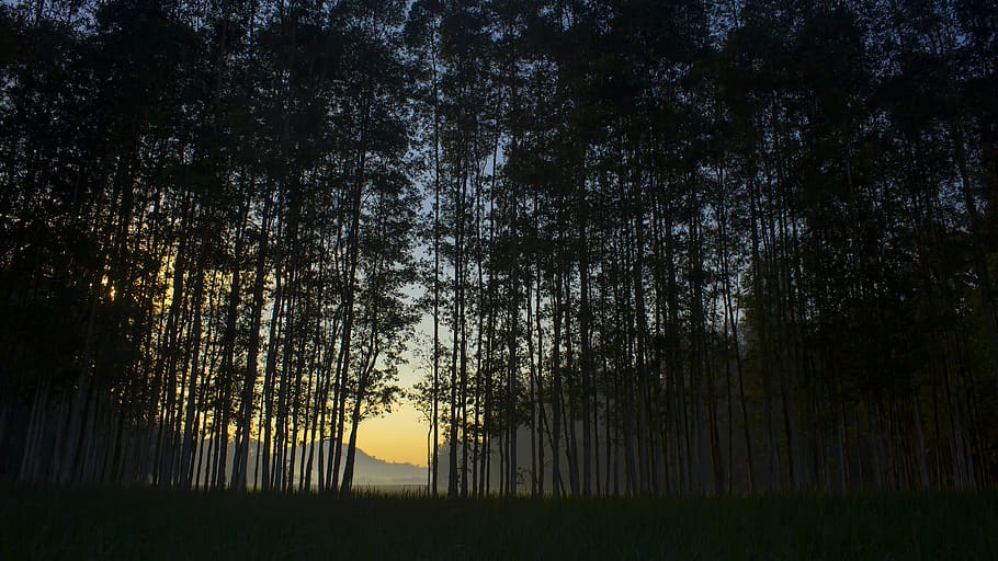 trees, sunrise, plant, tranquility, beauty in nature, growth HD wallpaper