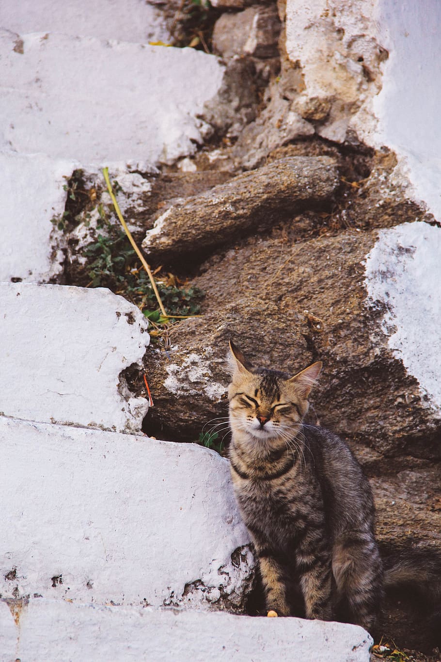 small to medium-sized cats, wild cat, tree, leaf, tabby cat HD wallpaper
