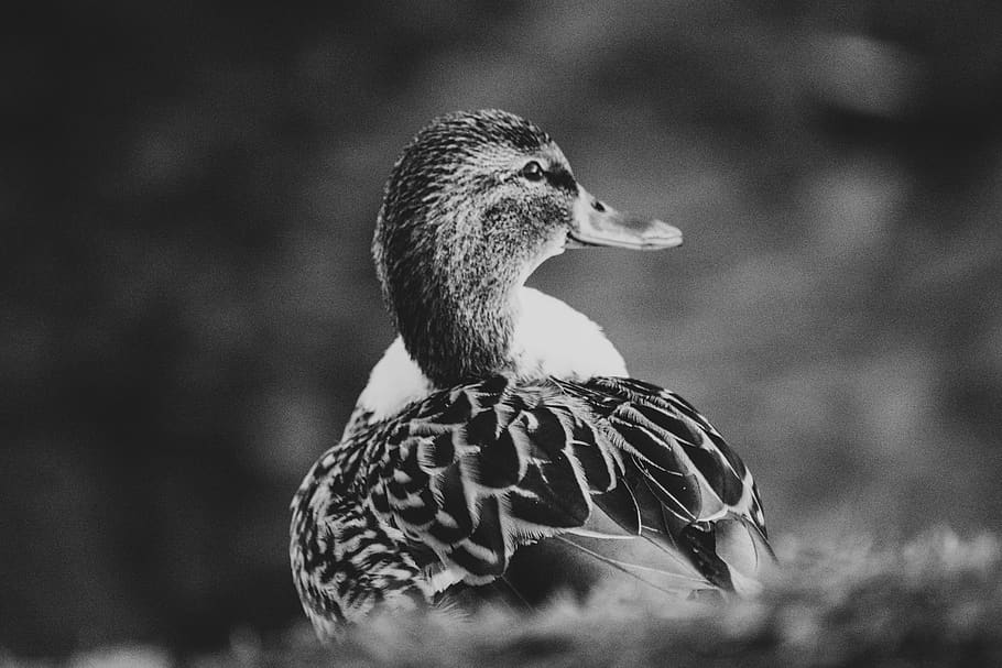 grayscale photography of duck, bird, animal, waterfowl, beak, HD wallpaper