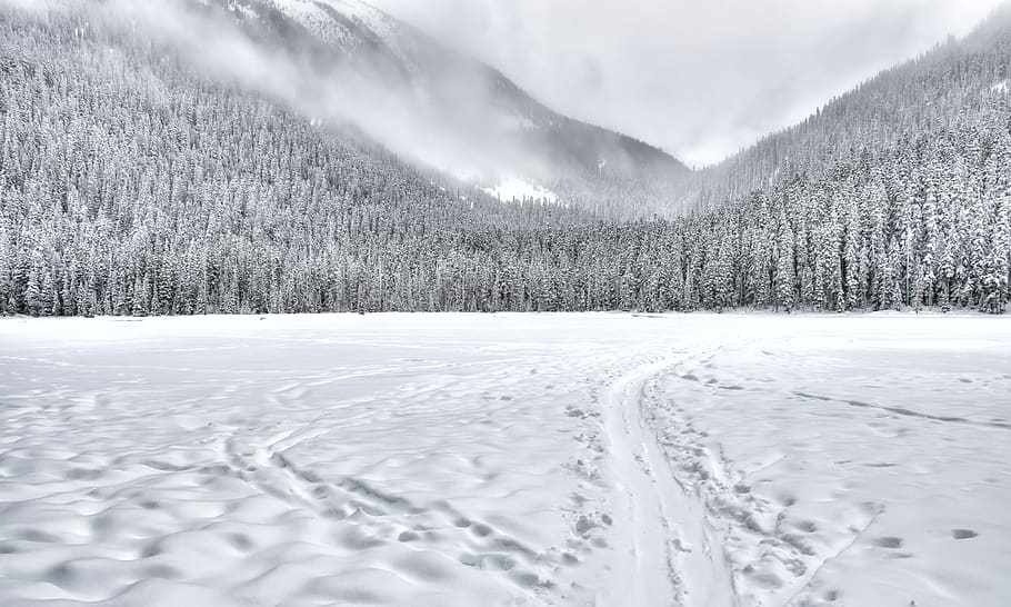 Snow-covered Forest Field, black and white, clouds, cloudy, cold HD wallpaper
