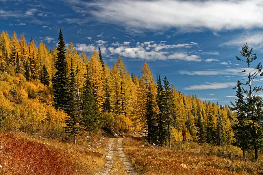 road beside forest, larch, conifer, plant, tree, flora, sandpoint HD wallpaper