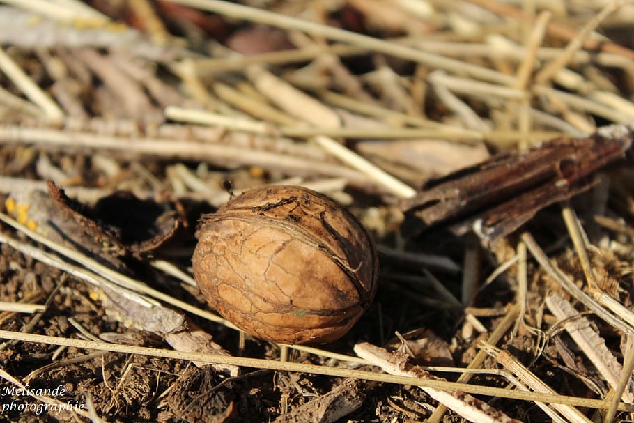 nuts, fall, nature, fruit, dry herbs, close-up, no people, food and drink HD wallpaper