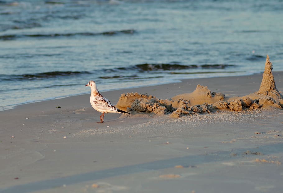 seagull, sand, bird, beach, holidays, ocean, wave, water, nature HD wallpaper