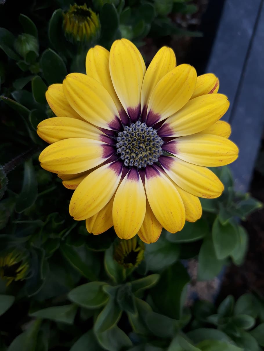 flowers, spring, petal, plants, nature, soft, beauty, yellow HD wallpaper