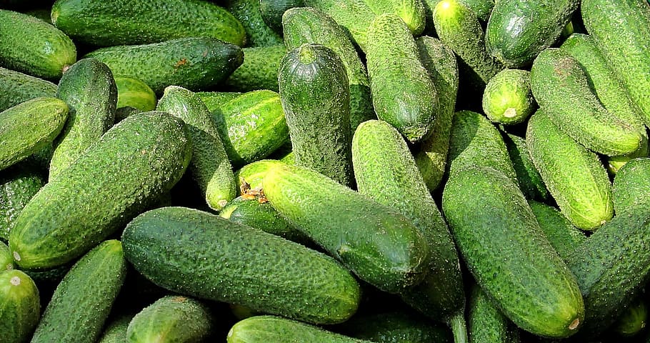 cucumber, fresh, fruit, macro, food, nature, veg, vegetable HD wallpaper