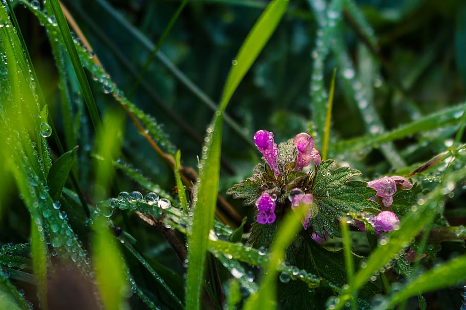 dead nettle, dew, grass, green, purple, meadow, close up, drop of water HD wallpaper
