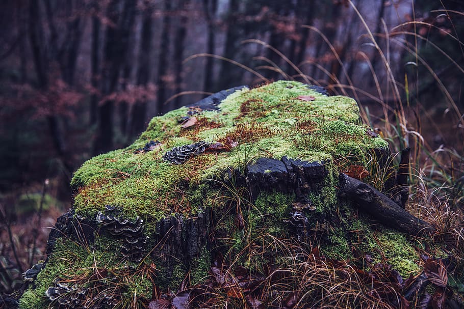 plant, tree, forest, land, moss, growth, nature, tree trunk HD wallpaper