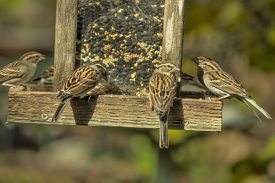 sparrows, birds, cute, feeder, nature, animals, brown, rust HD wallpaper