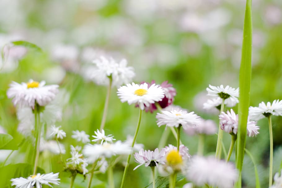 flower, con2011, nature, flowering plant, freshness, beauty in nature HD wallpaper