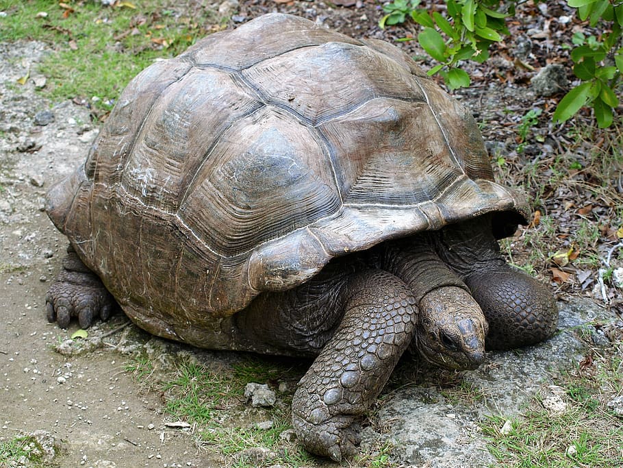 mauritius, tortue, turtle, reptile, animal themes, tortoise HD wallpaper
