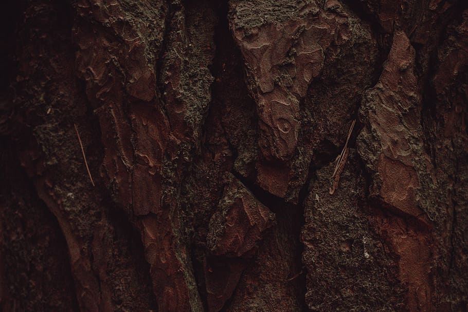 nature, cave, tree, bark, texture, detail, closeup, dark, crypt, HD wallpaper