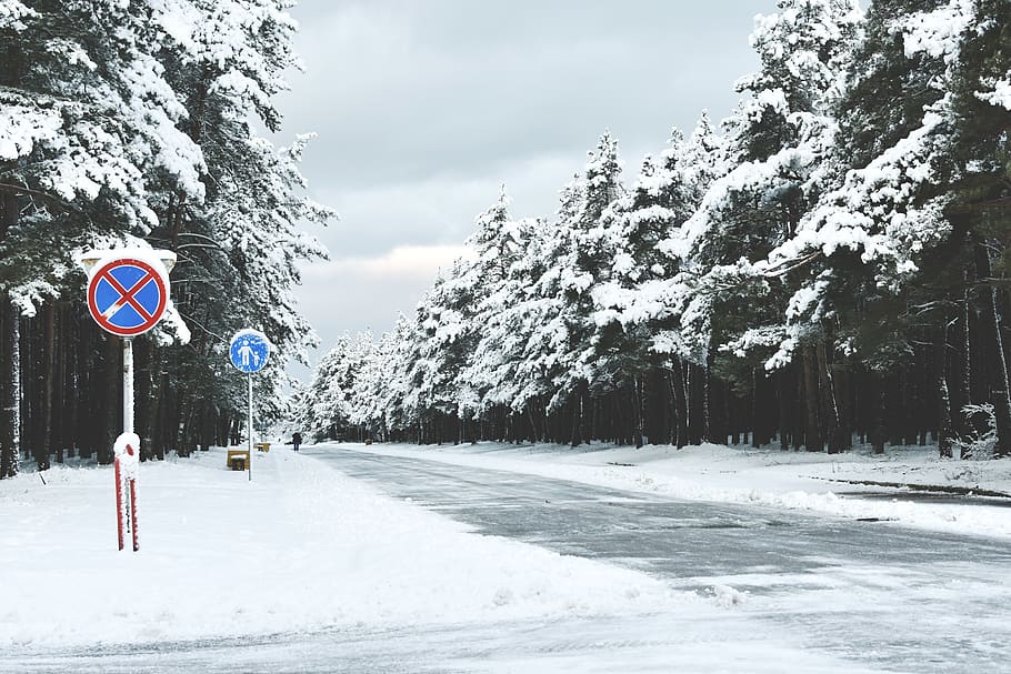 winter, snow, snow landscape, wintry, snowy, white forest, pine forest HD wallpaper