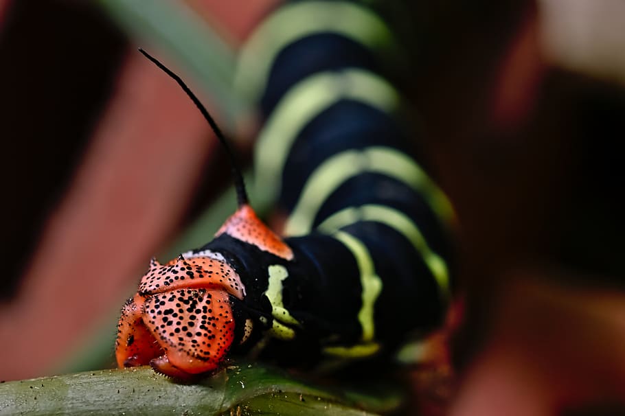 macro, insect, coloful, nature, animal themes, animal wildlife HD wallpaper