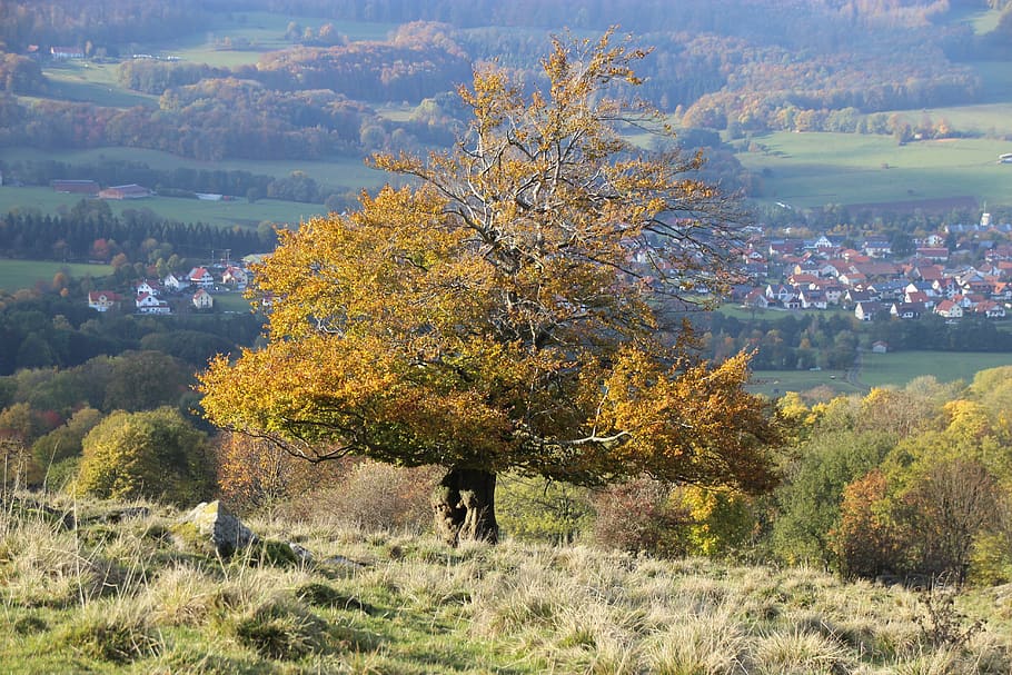 germany, ehrenberg (rhön), wüstensachsen, tree, autumn, plant, HD wallpaper