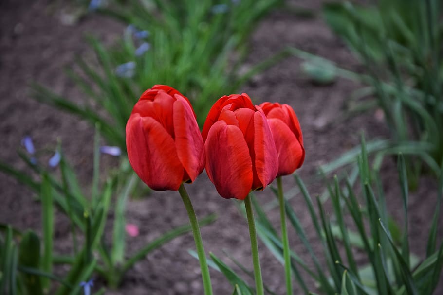 spring, flower, nature, pollen, flowers, garden, tulip red HD wallpaper