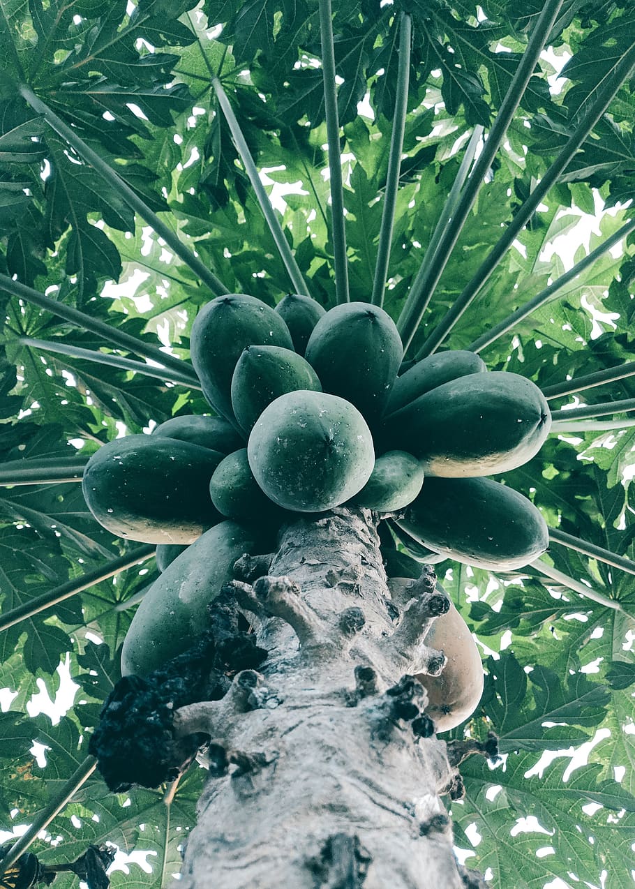 Bottom View of Green Papaya Tree, close-up, color, environment HD wallpaper