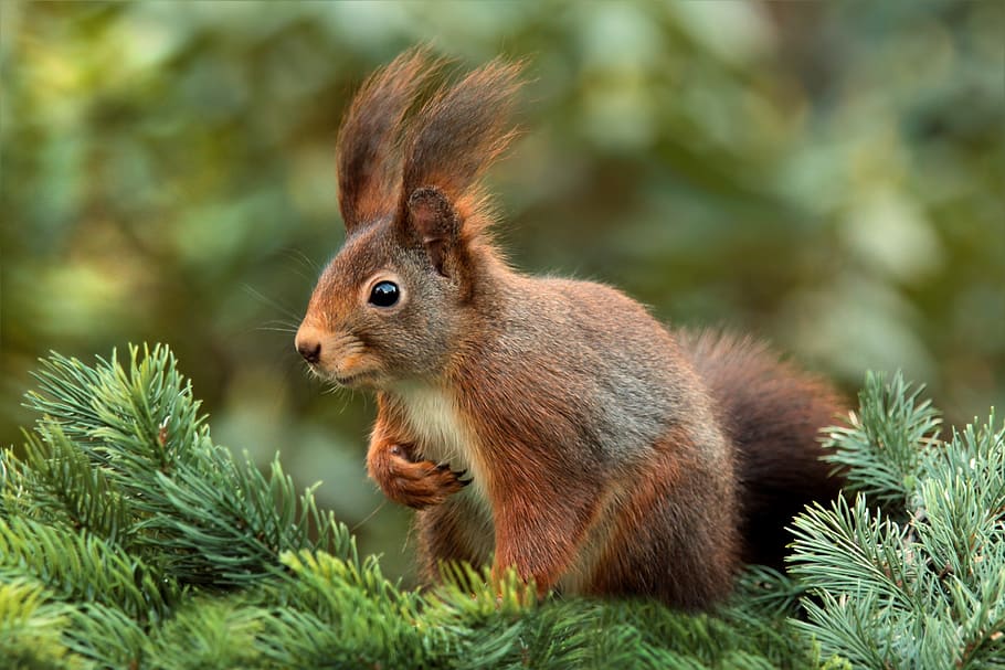 Brown Rabbit, animal, close-up, macro, squirrel, wildlife, animal wildlife HD wallpaper