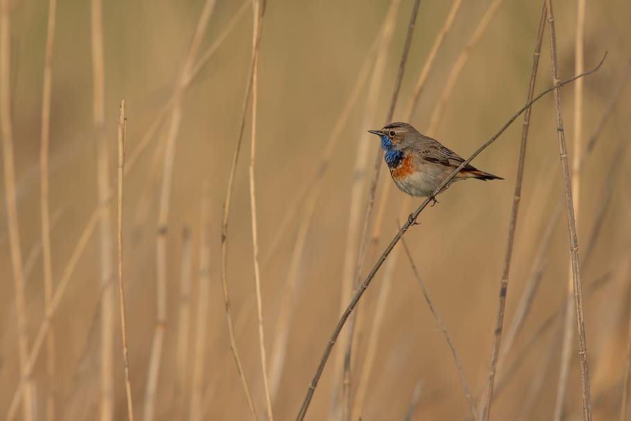 brown bird on twig, animal, plant, grass, jay, bluebird, blue jay HD wallpaper