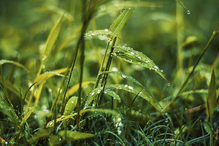 Selective Focus Photography of Green Lead Plant, after the rain HD wallpaper