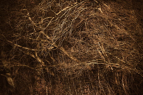 plant, grass, germany, berlin, wiltbergstraße, lawn, texture HD wallpaper