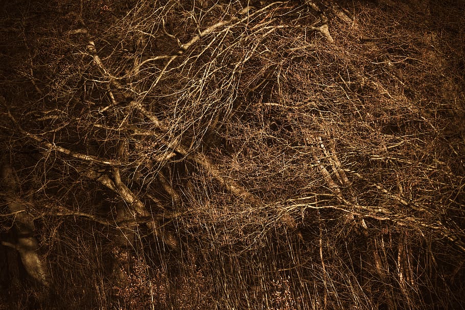 plant, grass, germany, berlin, wiltbergstraße, lawn, texture HD wallpaper