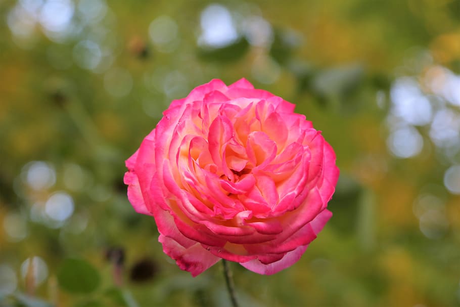 rose, flower, nature, romantic, orange, love, the leaves are HD wallpaper