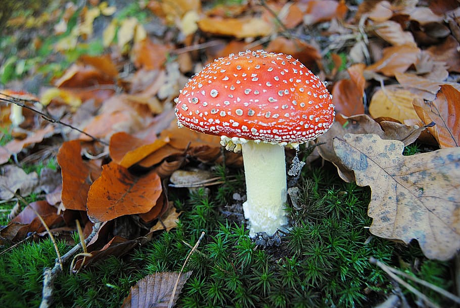 mushroom, red, leaves fall, moss, forest, nature, the background HD wallpaper