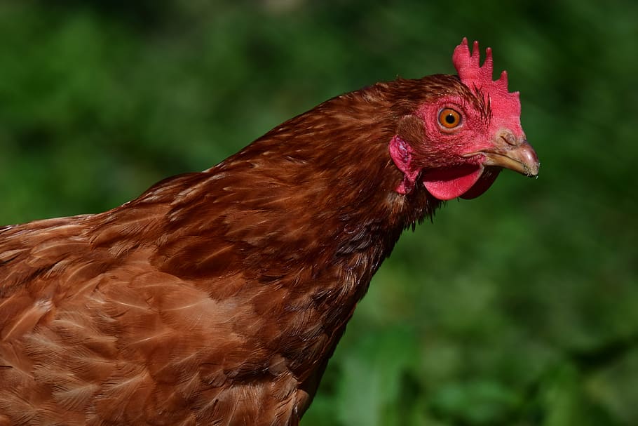 chicken, hen, poultry, farm, animal, bird, colorful, red ridge