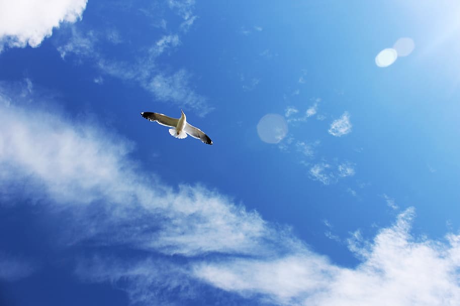 seagull, bird, sky, flight, wings, fly, dom, soaring, feathers HD wallpaper