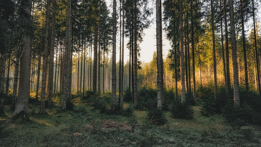 green trees under blue sky, forest, nature, vegetation, plant HD wallpaper
