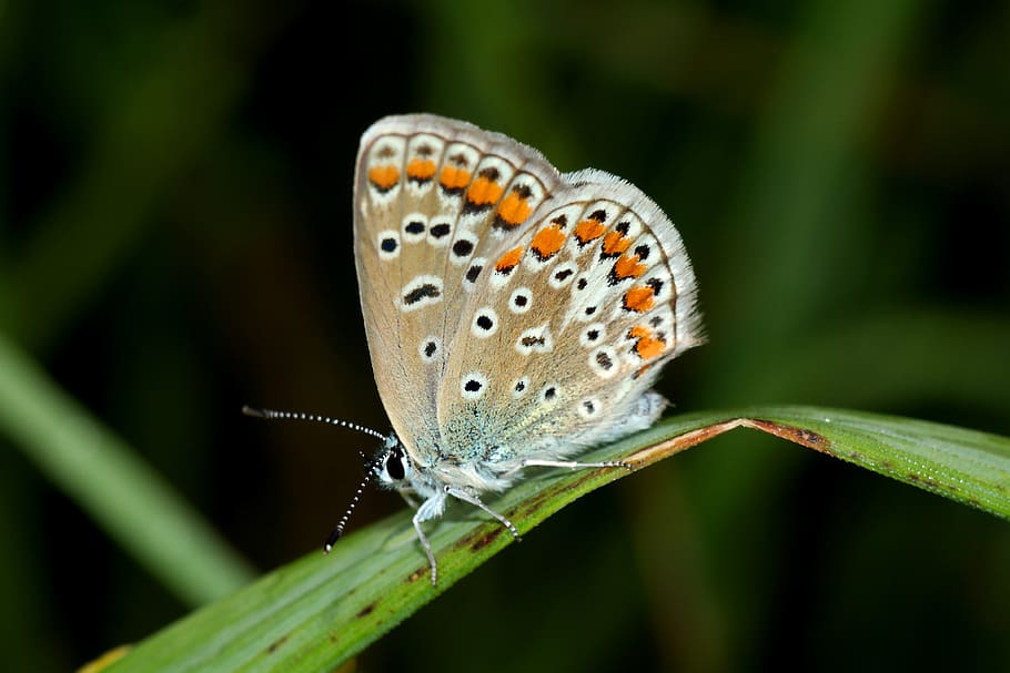 modraszek, butterfly, insect, macro, invertebrate, animal wildlife HD wallpaper