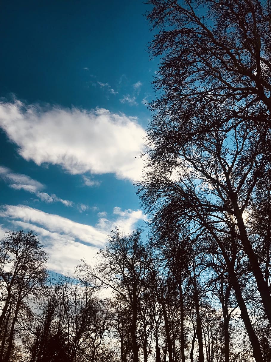 tree, plant, sky, low angle view, beauty in nature, cloud - sky HD wallpaper