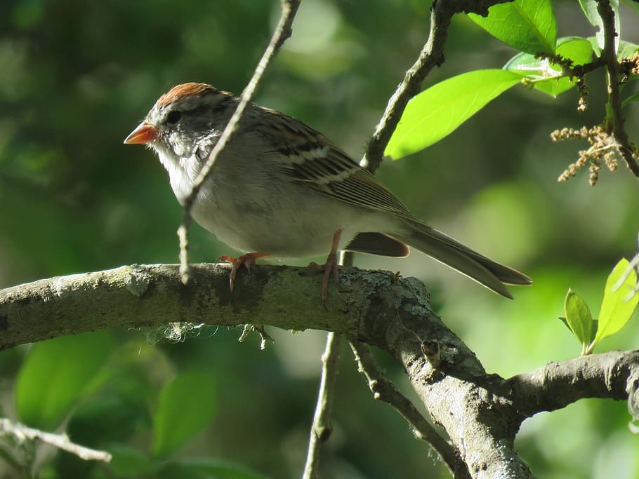 sparrow, closeup, tree, bird, brown, tan, white, wildlife, nature HD wallpaper