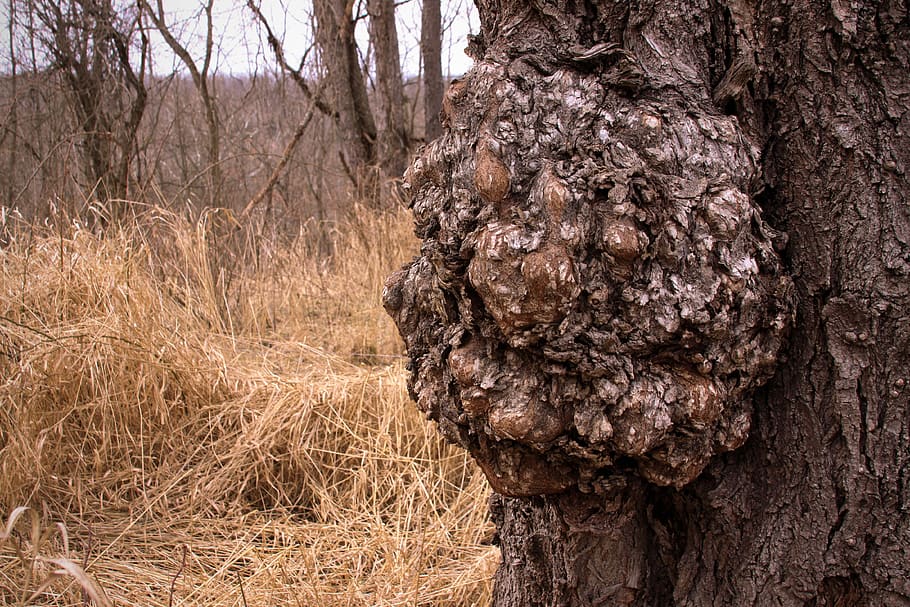 burl, growth, willow, tree, nature, woodland, woods, forest HD wallpaper