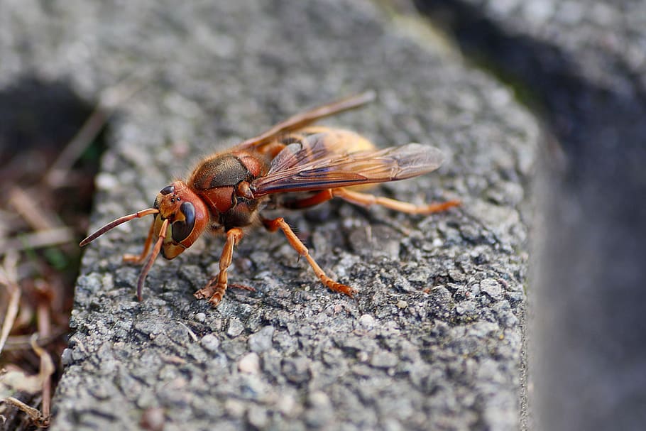 hornet, insect, close up, macro, wing, one animal, animal themes HD wallpaper