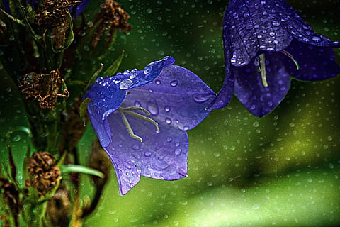 rain, flower, drops, natural, garden, wet, raindrops, water HD wallpaper