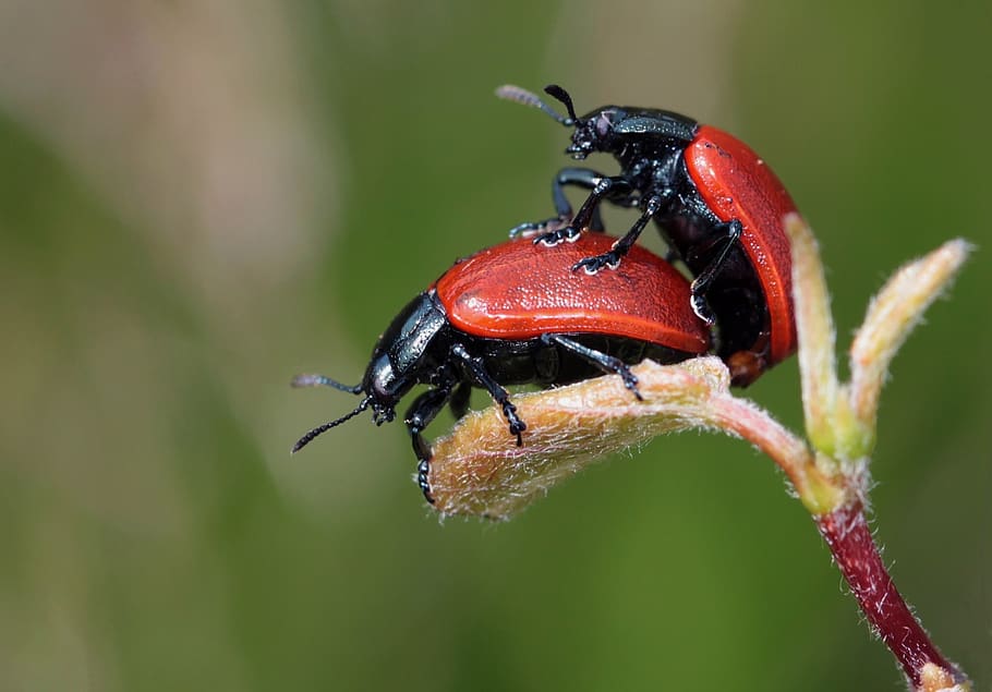 HD wallpaper: Black Red Beetle on Top of Another Red Black Beetle ...