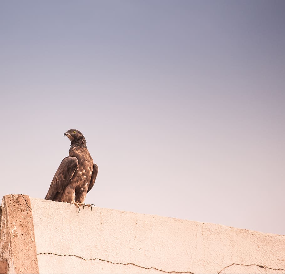 brown hawk perching on grey concrete wall, bird, animal themes HD wallpaper
