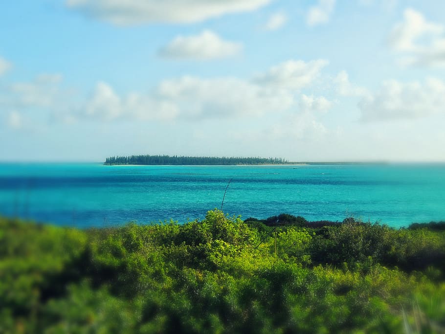 new caledonia, ilot brosse, pines, nature, sea, island, paradise, HD wallpaper