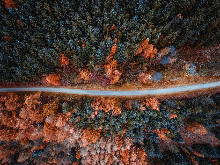 Aerial Shot Of Trees, bird's eye view, forest, from above, road
