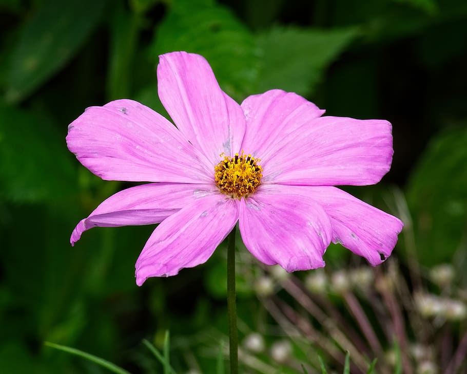 blossom, bloom, pink, violet, nature, flower, petals, flower garden HD wallpaper