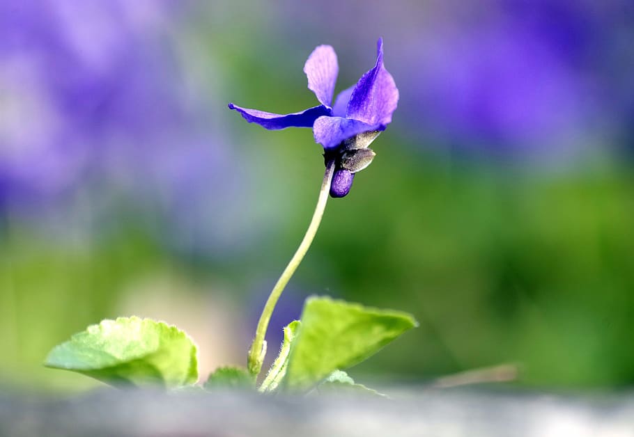 flower, tender, violet, flora, garden, flower garden, plant HD wallpaper