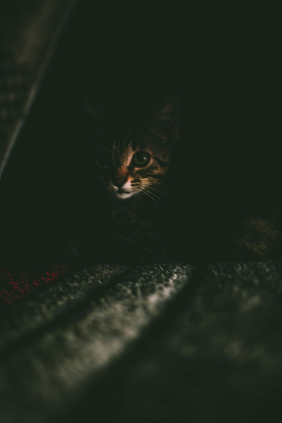 cat, animals, shadow, lights, domestic, pets, domestic animals HD wallpaper