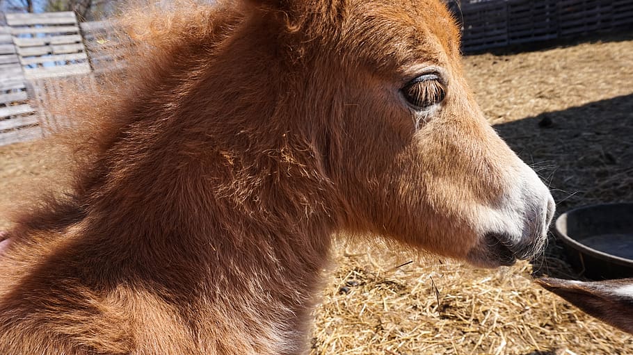 canada, saskatchewan, babies, cold, colt, spring, summer, sun HD wallpaper