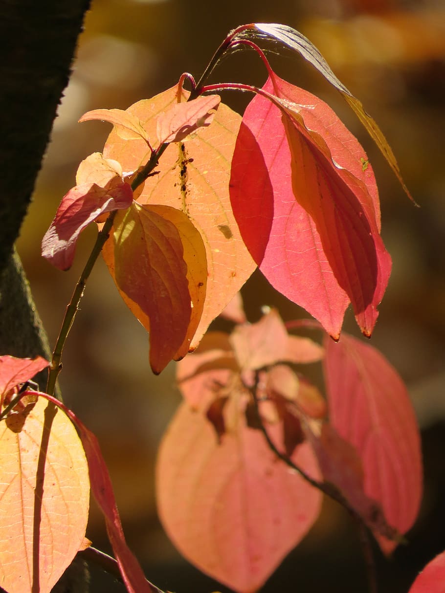 autumn, fall foliage, bright, red, orange, plant part, leaf HD wallpaper
