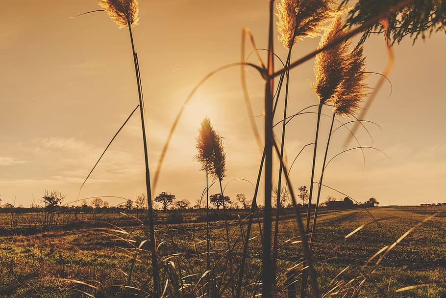 sunset, field, summer, plant, sky, beauty in nature, tranquility HD wallpaper